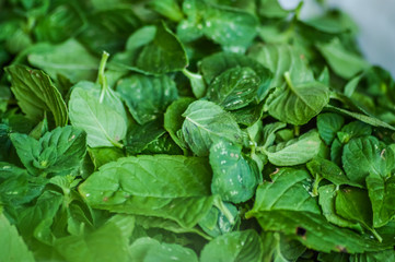 green mint leaves close up