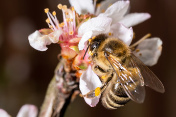A bee collects nectar from cherry flowers and lays it on its paws, macro