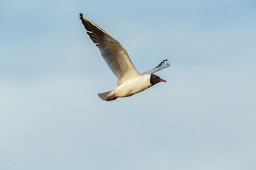 Seagull flying on beautiful cloudless blue sky