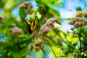 BUTTERFLY ON FLOWER