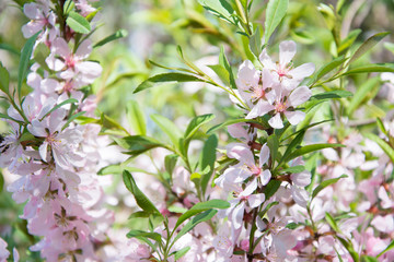 blooming almond tree in spring