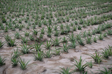 A small pineapple tree planted in rows. Use the amount of pineapple fruit to grow.