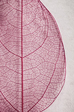 structure of dried red leaf © Ирина Гутыряк