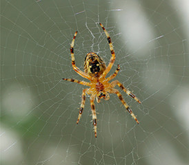 petite araignée