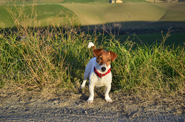 The setting sun illuminates the eyes of a small red-collar Jack Russell Terrier.