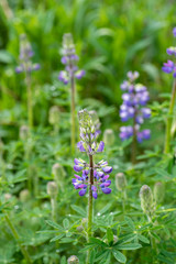A picture of some Lupinus blooming in the field.     Vancouver BC Canada

