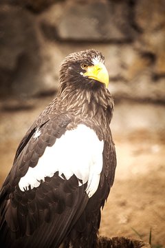 Stellers Sea Eagle In Zoo