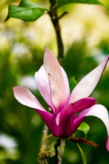 Gros plan sur une fleur rose de magnolia à fleurs de lis