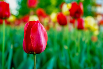 Obraz premium Spring nature background for web banner and card design