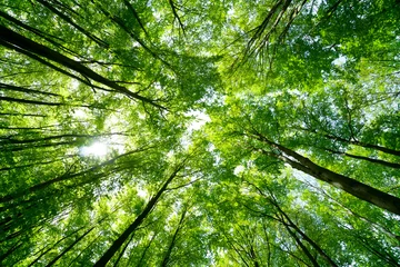 Poster Forest, lush foliage, tall trees at spring or early summer - photographed from below © zozzzzo