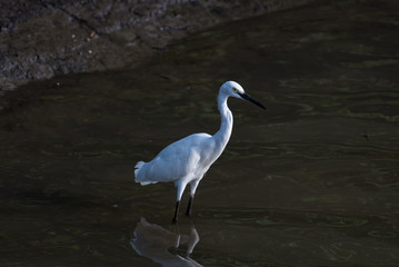 Little Egret at Sungei Buloh Wetland Reserve in Singapore
