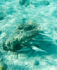 View of tropical fishes in Ouvea