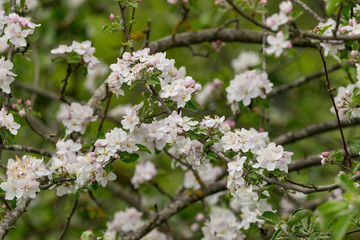 Der Apfelbaum blüht im Frühjahr mit weiß-rosa-farbenen Blüten. Die Bienen sammeln dort im Frühling ihren Nektar.