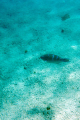 Fototapeta premium View of tropical fishes in Ouvea