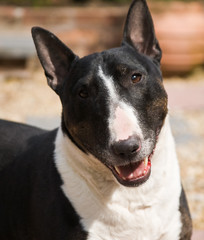 A close up portrait of a black and white English Bull Terrier smiling and looking at the camera.