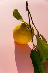 italian  fresh lemon on a branch with flower