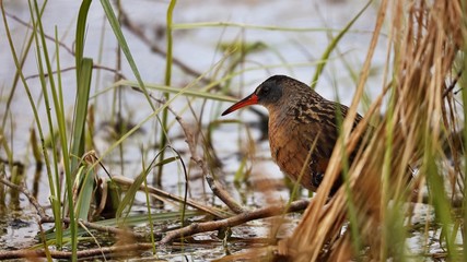 The Virginia rail on the marsh.Natural scene from Wisconsin conservation area.
