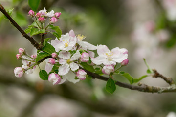Fototapeta na wymiar Der Apfelbaum blüht im Frühjahr mit weiß-rosa-farbenen Blüten. Die Bienen sammeln dort im Frühling ihren Nektar.