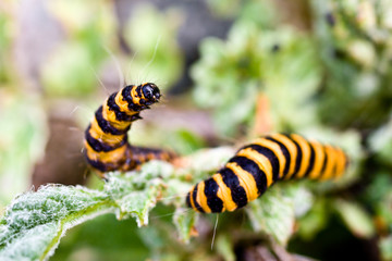 Black and yellow Cinnabar Caterpillar turning to another on a leaf