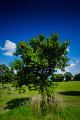 A small tree in a field with a blue sky behind