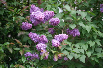 Fleur de lilas dans un jardin français