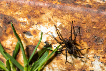 black striped spider crawls over theft of a metal beam in the grass, macro