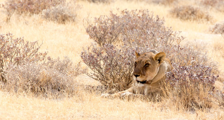 A female lion with radio collar