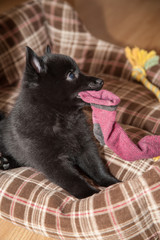 Cute black schipperke breed puppy plays with a sock
