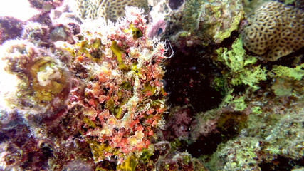 Colorful frogfish in the Red sea. Eilat, Israel