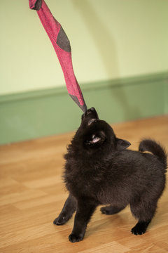 Cute black schipperke breed puppy plays with a sock