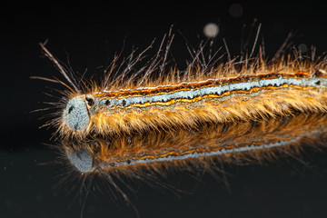 chenille de Bombyx en livrée (écurie gulf oil)
