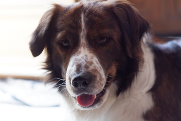 Photo portrait d'un Bordder-Collie