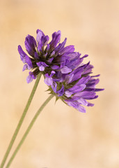 Lilas flowers in the mediterranean forest