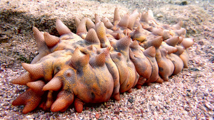 Sea cucumber in the Red Sea, Eilat, Israel