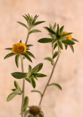 Yellow flowers of mediterranean field margin