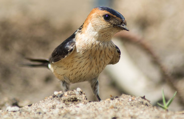 gaviota posada de cerca 