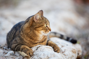 Cat like a tiger at the lake