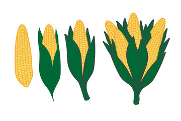 Set of corn on the cob isolated on the white background. Vector EPS10 illustration.