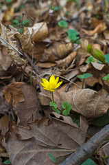 Flowers of a celandine herb (Ranunculus ficaria) in spring in the forest. The yellow flowers are a nice contrast to the dark background, made of dry beech leaves. The focus is on the spring bloomers.
