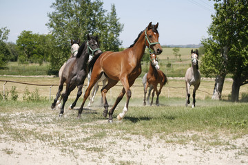 Obraz premium Panoramic view of herd of horses while running home on rural animal farm