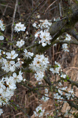 Cherry flowers with bokeh and dark unsharp background