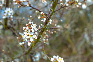 Cherry flowers with bokeh and dark unsharp background