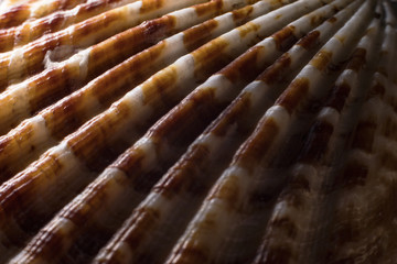 Eine Muschelschale, fotografiert mit einer Makro linse.
