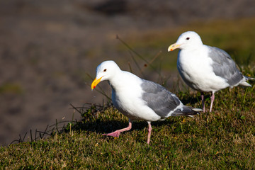 Obraz premium Western Gull walking in grass with water dripping from its beak