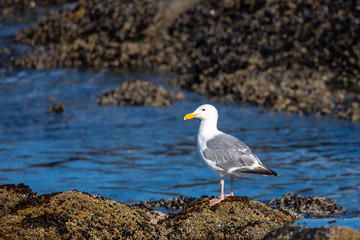 Fototapeta na wymiar Western Gull (Larus occidentalis) standing on rocks next to the Pacific Ocean