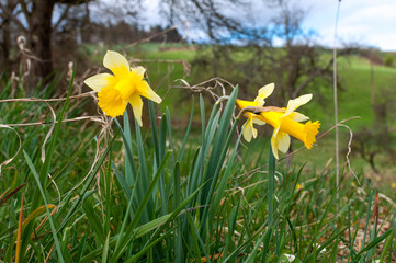 Misselflower or Daffodil meadow in Misselberg in the Rhein Lahn district in Germany. The daffodils grow wild and decorate the meadows and fields every year.