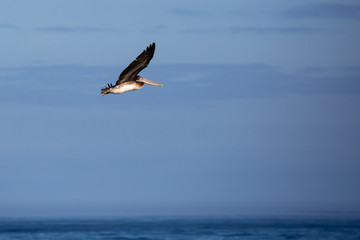 Fototapeta na wymiar Brown Pelican (Pelecanus occidentalis) flying in a blue sky in Oregon over the Pacific Ocean