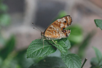 butterfly on leaf