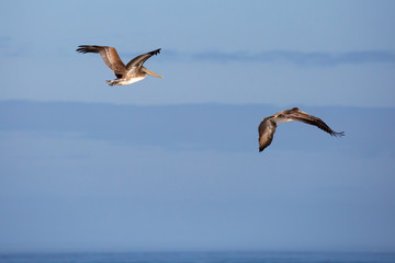 Fototapeta na wymiar Brown Pelicans (Pelecanus occidentalis) flying in a blue sky in Oregon
