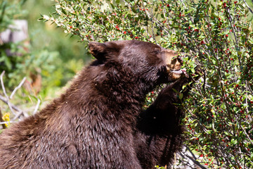 Black bear (Ursus americanus) eating wild berries in a Montana forest in August